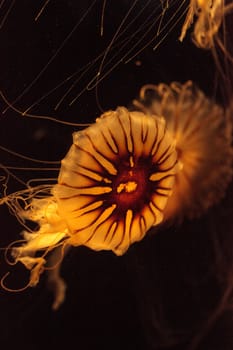 Japanese sea nettle Jellyfish, Chrysaora pacifica, can range in color from gold to red. Their dark stripes extend from the top to the bottom of the bell.