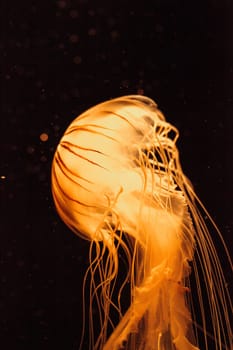 Japanese sea nettle Jellyfish, Chrysaora pacifica, can range in color from gold to red. Their dark stripes extend from the top to the bottom of the bell.