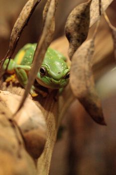 Magnificent tree frog Litoria splendida can be found in Australia and can be found in caves.