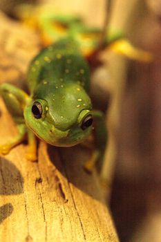 Magnificent tree frog Litoria splendida can be found in Australia and can be found in caves.