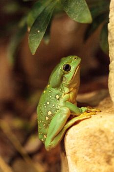 Magnificent tree frog Litoria splendida can be found in Australia and can be found in caves.