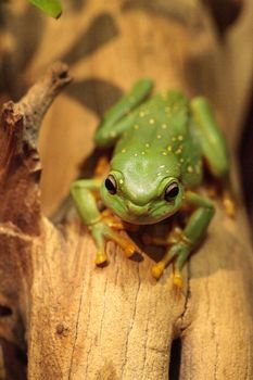 Magnificent tree frog Litoria splendida can be found in Australia and can be found in caves.