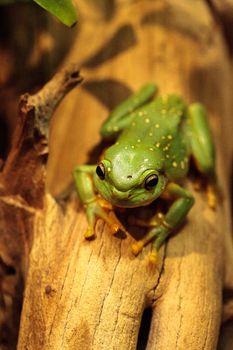 Magnificent tree frog Litoria splendida can be found in Australia and can be found in caves.