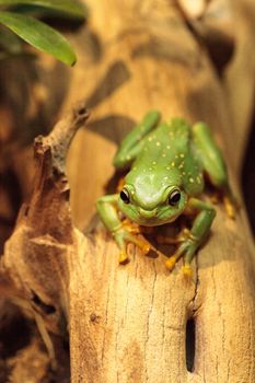 Magnificent tree frog Litoria splendida can be found in Australia and can be found in caves.