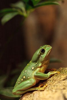 Magnificent tree frog Litoria splendida can be found in Australia and can be found in caves.