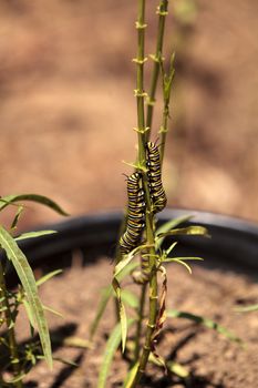 Monarch caterpillar, Danaus plexippus, in a butterfly garden on a flower in spring in Southern California, USA