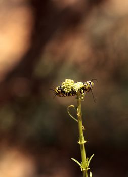 Monarch caterpillar, Danaus plexippus, in a butterfly garden on a flower in spring in Southern California, USA