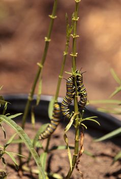 Monarch caterpillar, Danaus plexippus, in a butterfly garden on a flower in spring in Southern California, USA