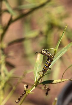 Monarch caterpillar, Danaus plexippus, in a butterfly garden on a flower in spring in Southern California, USA