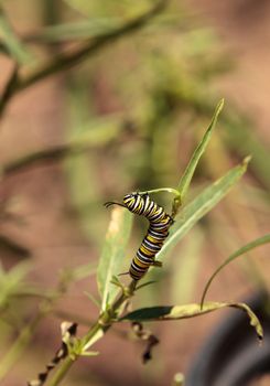 Monarch caterpillar, Danaus plexippus, in a butterfly garden on a flower in spring in Southern California, USA