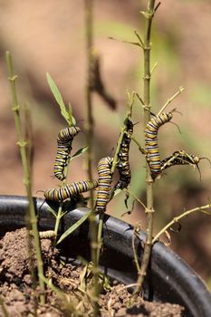 Monarch caterpillar, Danaus plexippus, in a butterfly garden on a flower in spring in Southern California, USA