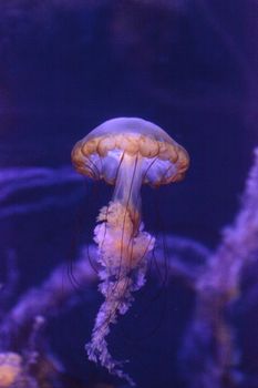 Pacific sea nettle called Chrysaora fuscenscens is seen as far south as Baja California and as far north as British Columbia.