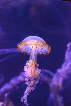 Pacific sea nettle called Chrysaora fuscenscens is seen as far south as Baja California and as far north as British Columbia.