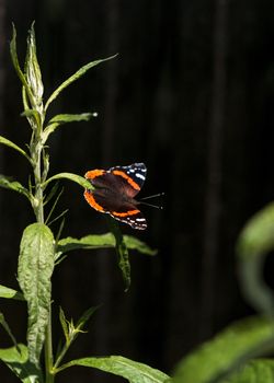 Red admiral butterfly, Vanessa atalanta, in a butterfly garden on a flower in spring in Southern California, USA