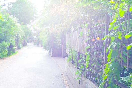 Farm, cozy green rural street, Paradise place, blur background, Stockholm, Sweden