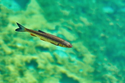 European Chub (Squalius Cephalus) in one of the Plitvice Lakes