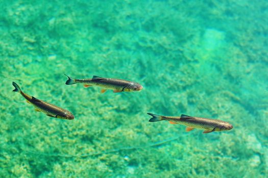 European Chubs (Squalius Cephalus) in one of the Plitvice Lakes