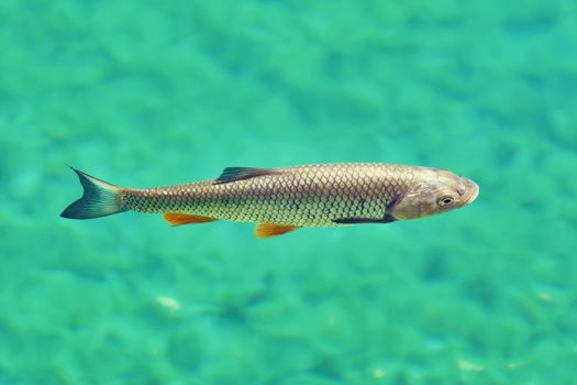 European Chub (Squalius Cephalus) in one of the Plitvice Lakes