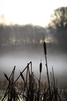 straws on foggy morning