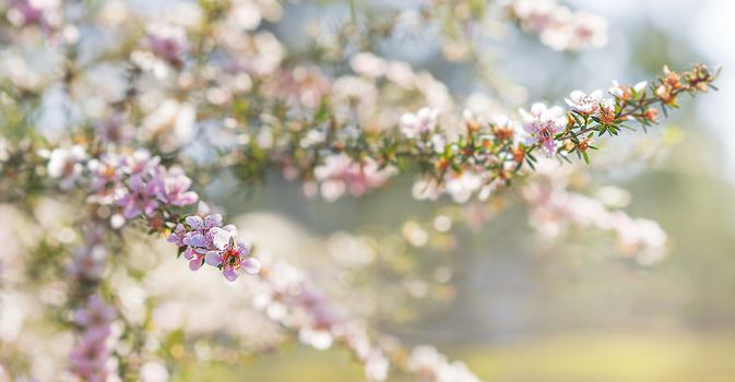 Pink Australian leptospermum flowers on a Spring background for condolences sympathy card backdrop