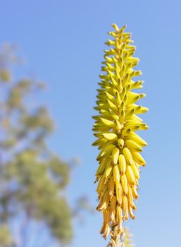 Tall yellow aloe vera flowers spike against blue sky background