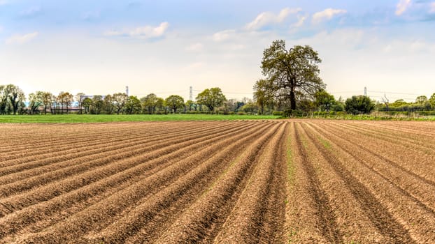 Summer uk landscape view of a farmers field which has just been ploughed looking down the lines towards a distant tree