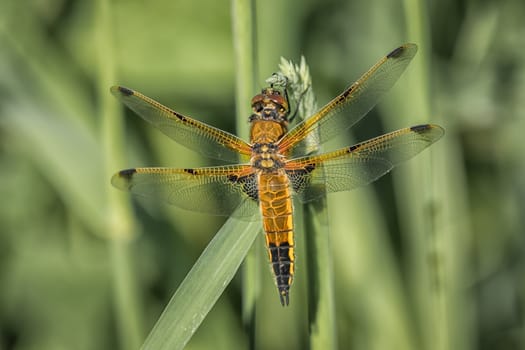 A close up full length view from the top showing a four spotted chaser dragonfly on a blade of grass