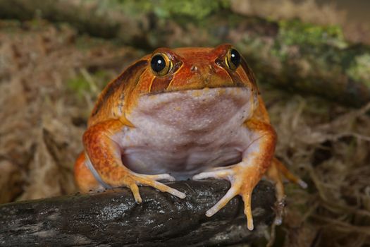very close showing the full face of a tomato frog facing the camera