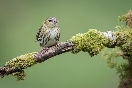 a female siskin sitting perched on a branch looking slightly to the right with a plain green background and space around