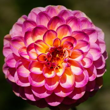 Dahlia (Dahlia), flowers of summer