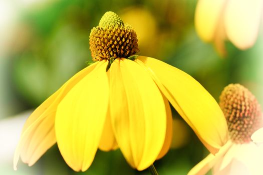 Shiny Coneflower (Rudbeckia nitida), flowers of summer