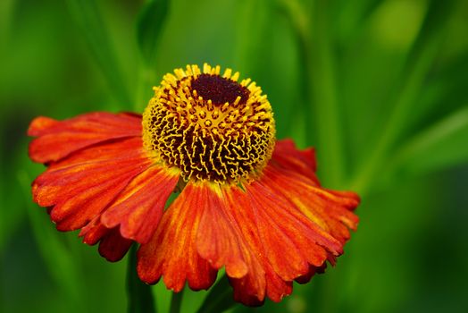 Helens Flower (Helenium), flowers of summertime