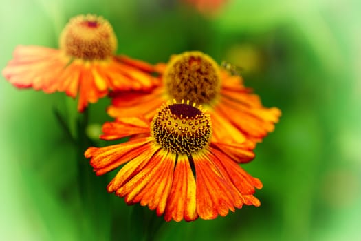Helens Flower (Helenium), flowers of summertime