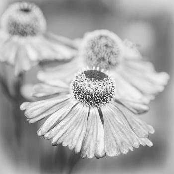 Helens Flower (Helenium), flowers of summertime