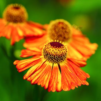 Helens Flower (Helenium), flowers of summertime