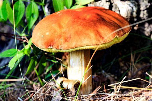 Closeup shot of big mushroom