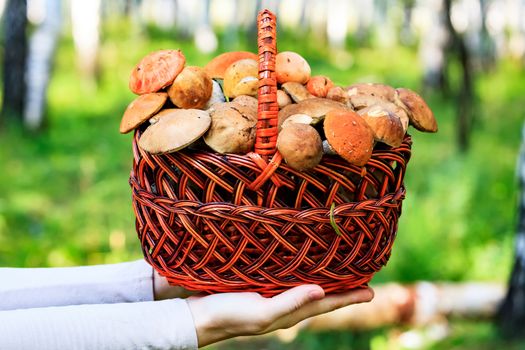 Closeup shot of female hands that hold the big basket full of mushrooms