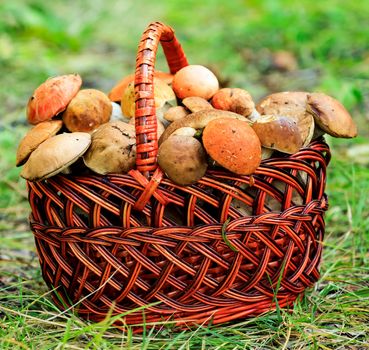 Closeup shot of a big basket full of mushrooms