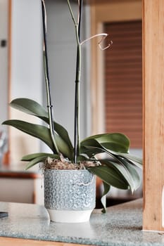 Flower with green leafs on the bar in blue nice pot. Growing concept.