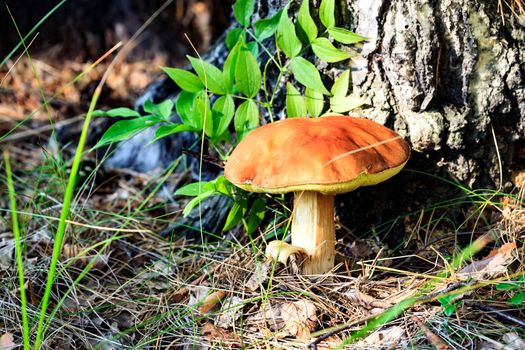 Big mushroom under the tree