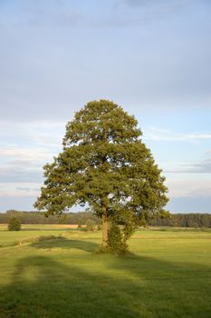 old big tree on color background with blue sky, nature series