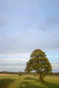 old big tree on color background with blue sky, nature series