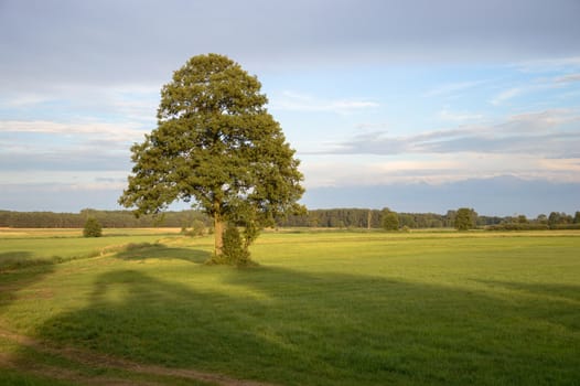 old big tree on color background with blue sky, nature series