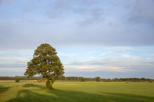 old big tree on color background with blue sky, nature series