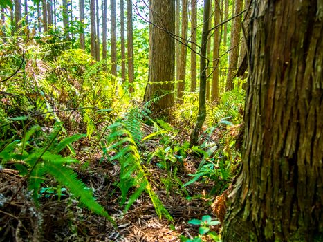 World Heritage Forest Kumano Kodo in Japan in May