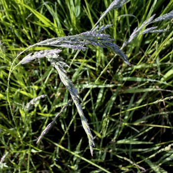 drops of dew in the morning light on the ear herbaceous plants
