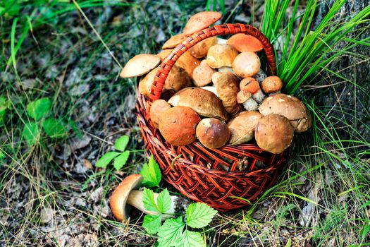 Shot of a big basket full of mushrooms