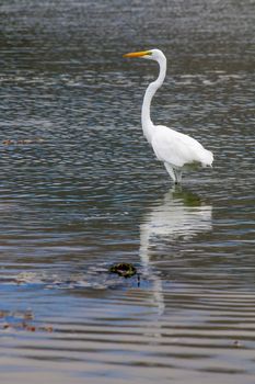 The Great Egret on the Water at Malibu Beach in August