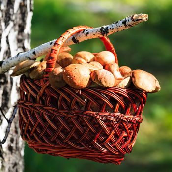Shot of a big basket full of mushrooms