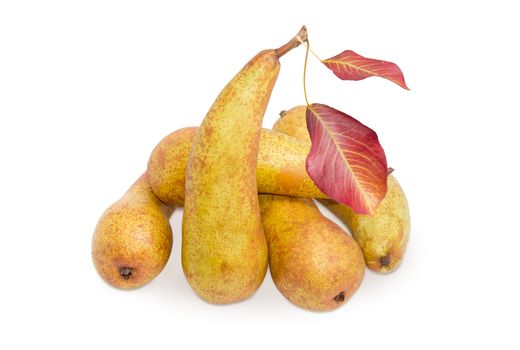 Several ripe light brown European pears of autumn variety Bere Bosc with two leaves on a white background
